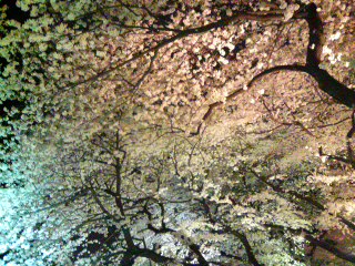 千鳥ヶ淵の夜桜
