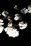 桜4