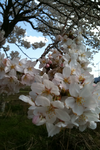 花見5