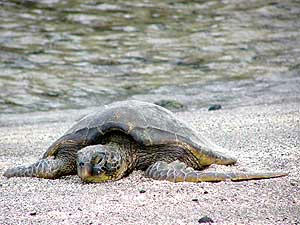 green sea turtle 2