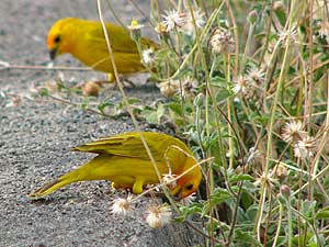 Saffron Finch