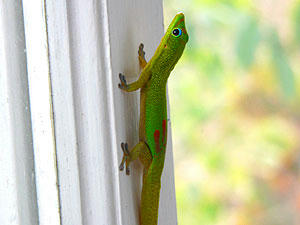 Gold Dust Day Gecko