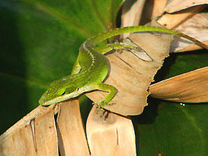 Green Anole