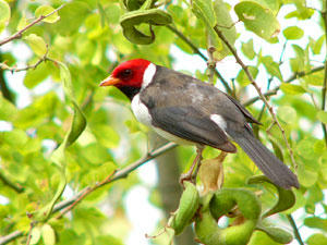 Yellow-billed Cardinal