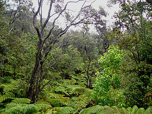 'Ohi'a Forest 2
