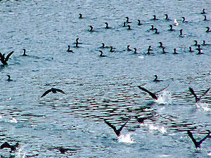 Pelagic Cormorant