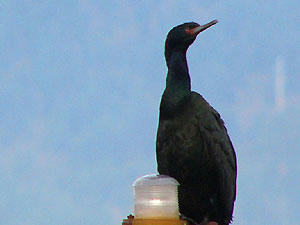 Brandts Cormorant