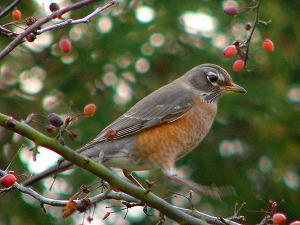 Robin2