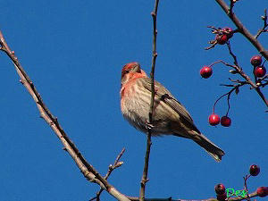 House Finch