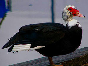 Muscovy Duck