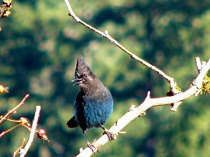 steller's jay