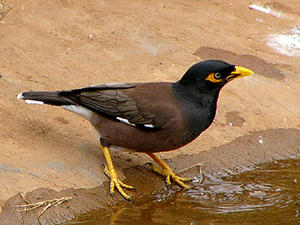 common myna