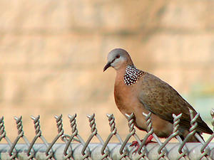 spotted dove