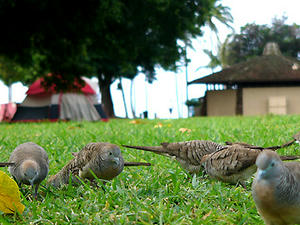 zebra dove