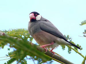 java sparrow