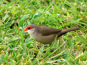 common waxbill