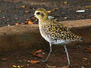 pacific golden-plover