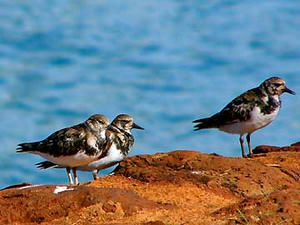 ruddy turnstone