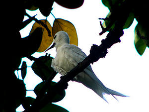 white tern