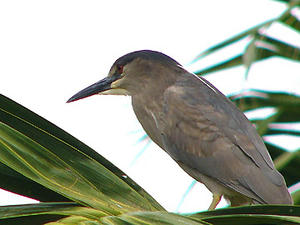 black-headed night-heron