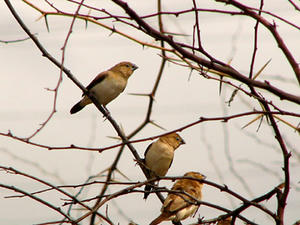 white-throated sillverbill