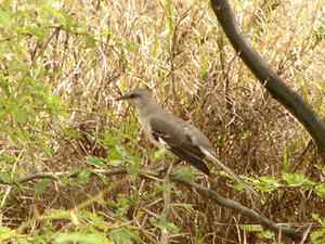 Northern Mockingbird