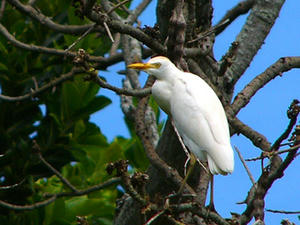 Cattle Egret