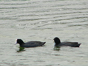 Hawaiian Coot