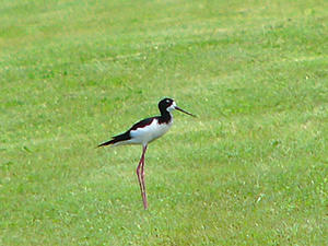 Hawaiian Stilt