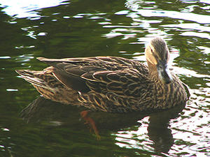 Hawaiian Duck