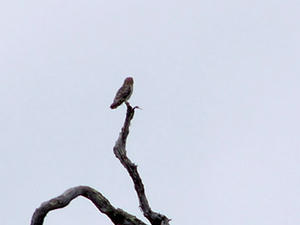 Short-eared Owl
