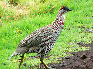 Erckel's Francolin