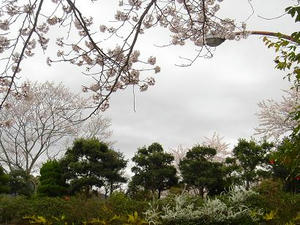 桜２