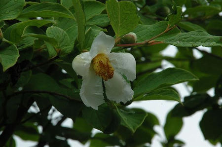 sDSC_4550.jpg
