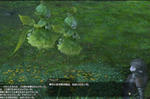 FFXIV_201102061240-9.jpg