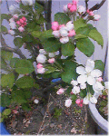 image2b.gif