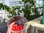 P1060561.jpg