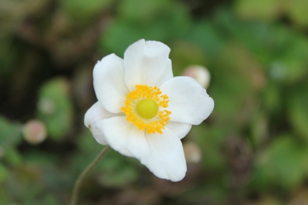 シュウメイギクの白花