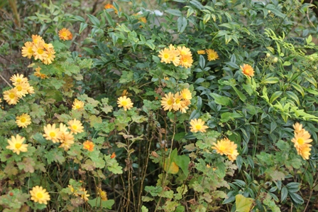 小菊