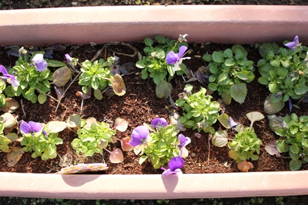 ビオラ・ピーチジャンプアップ