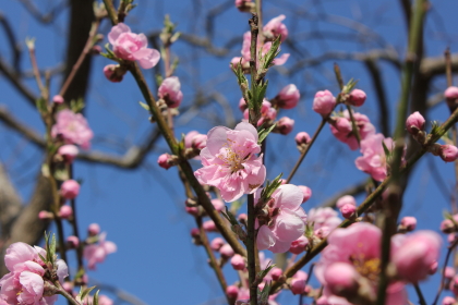 花桃