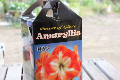 アマリリス