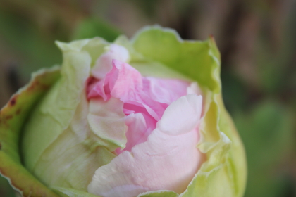 牡丹の花競