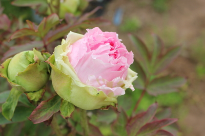 牡丹の花競