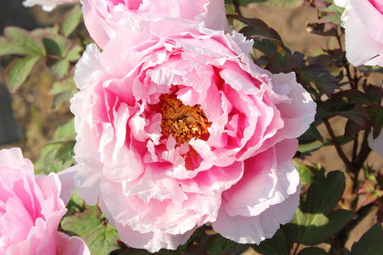 牡丹 花競