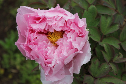 牡丹　花競