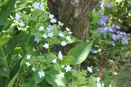 アジサイ・墨田の花火