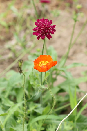 アイスランドポピー(オレンジの花)とクナイティア・マケドニカ(赤い花)