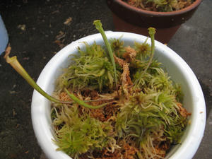 IMG_2175.JPG