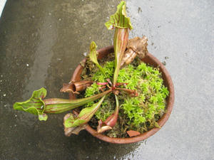 IMG_2575.JPG